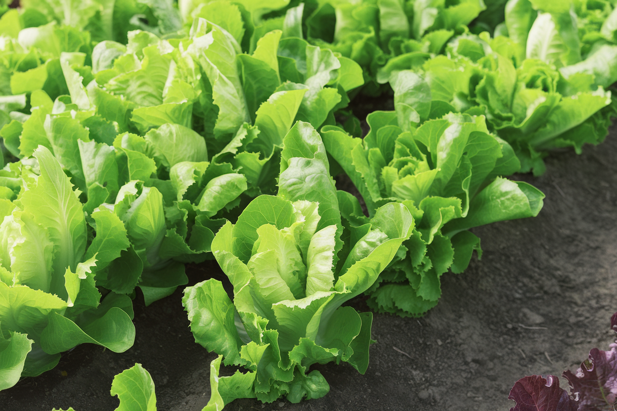 Organic lettuce seeds from Carlsbad, perfect for growing fresh, healthy salads at home