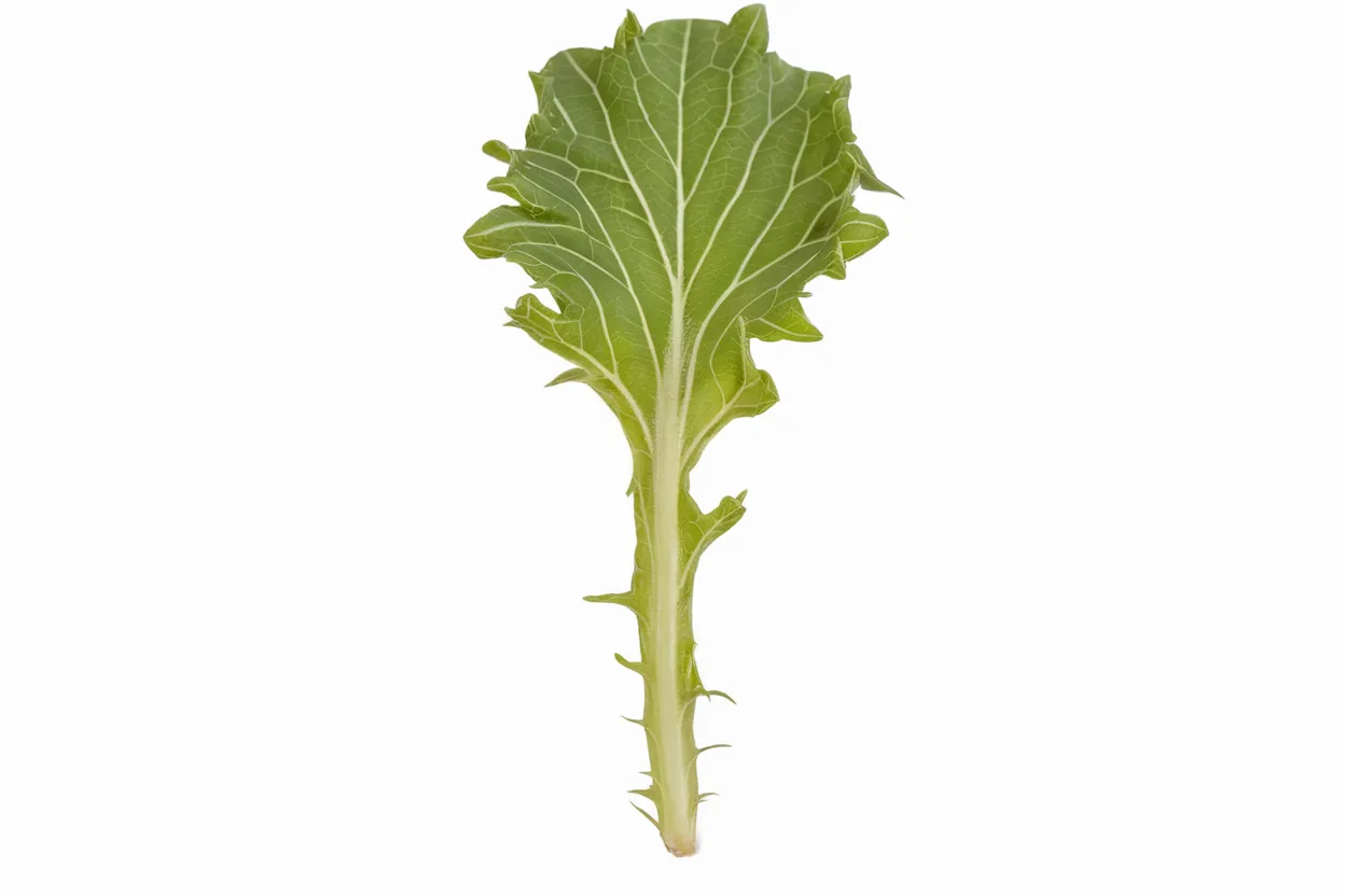 Organic lettuce seeds, perfect for boosting garden ecosystem and health