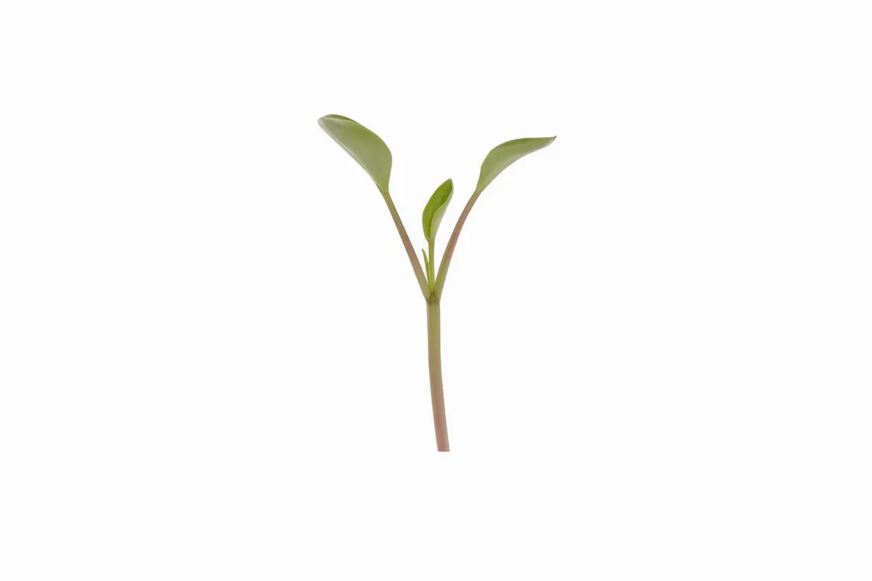 Organic Arugula seeds perfect for growing nutritious microgreens at home