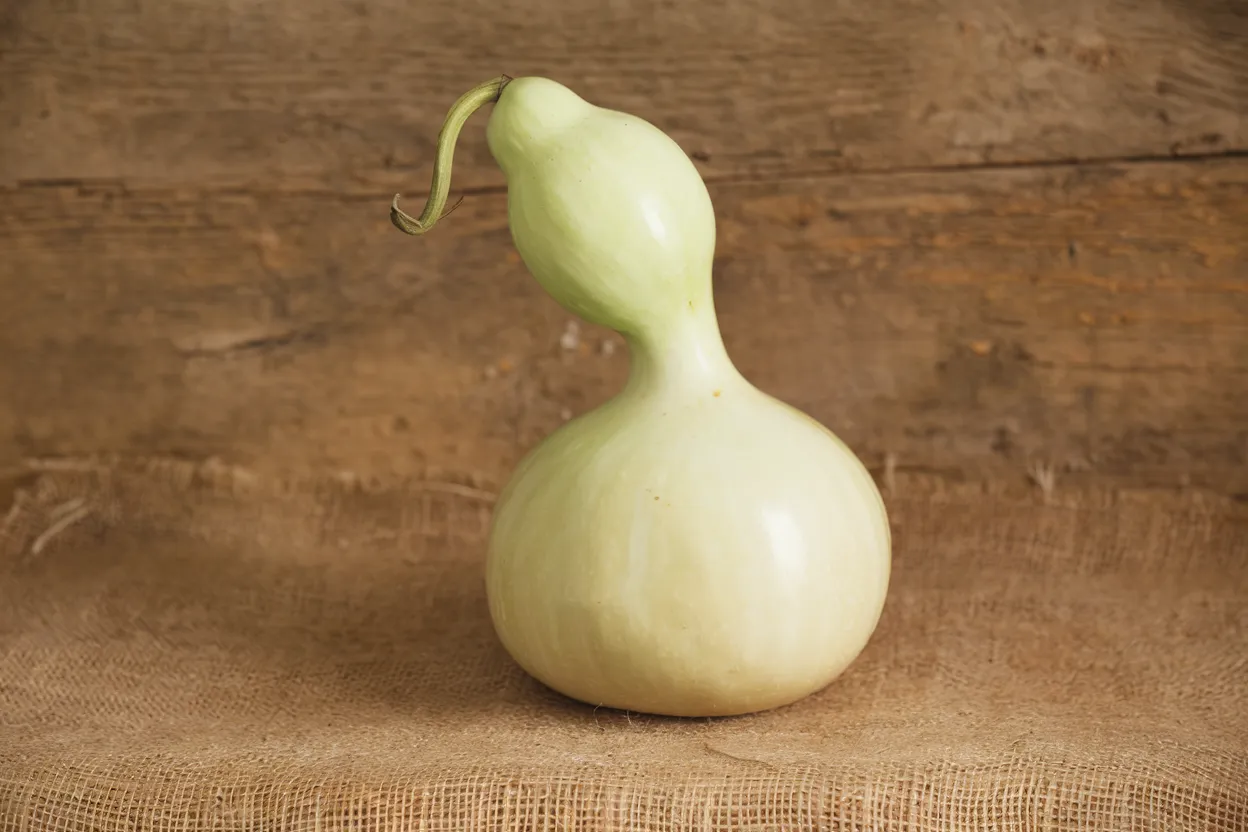 Organic gourd seeds ideal for crafting natural birdhouses and garden decorations