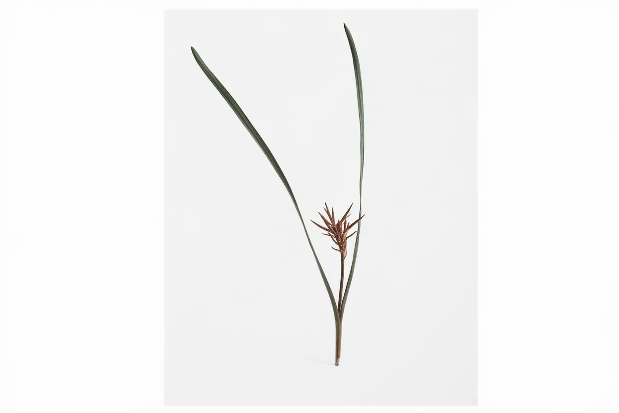 Organic bronze fennel seeds ideal for growing nutritious microgreens