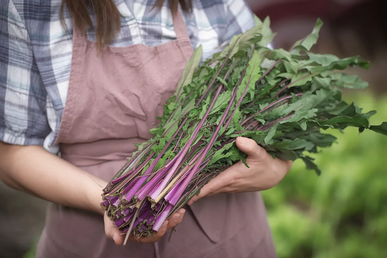Organic Italiko Red Italian Dandelion Seeds, perfect for nutritious home-grown salads