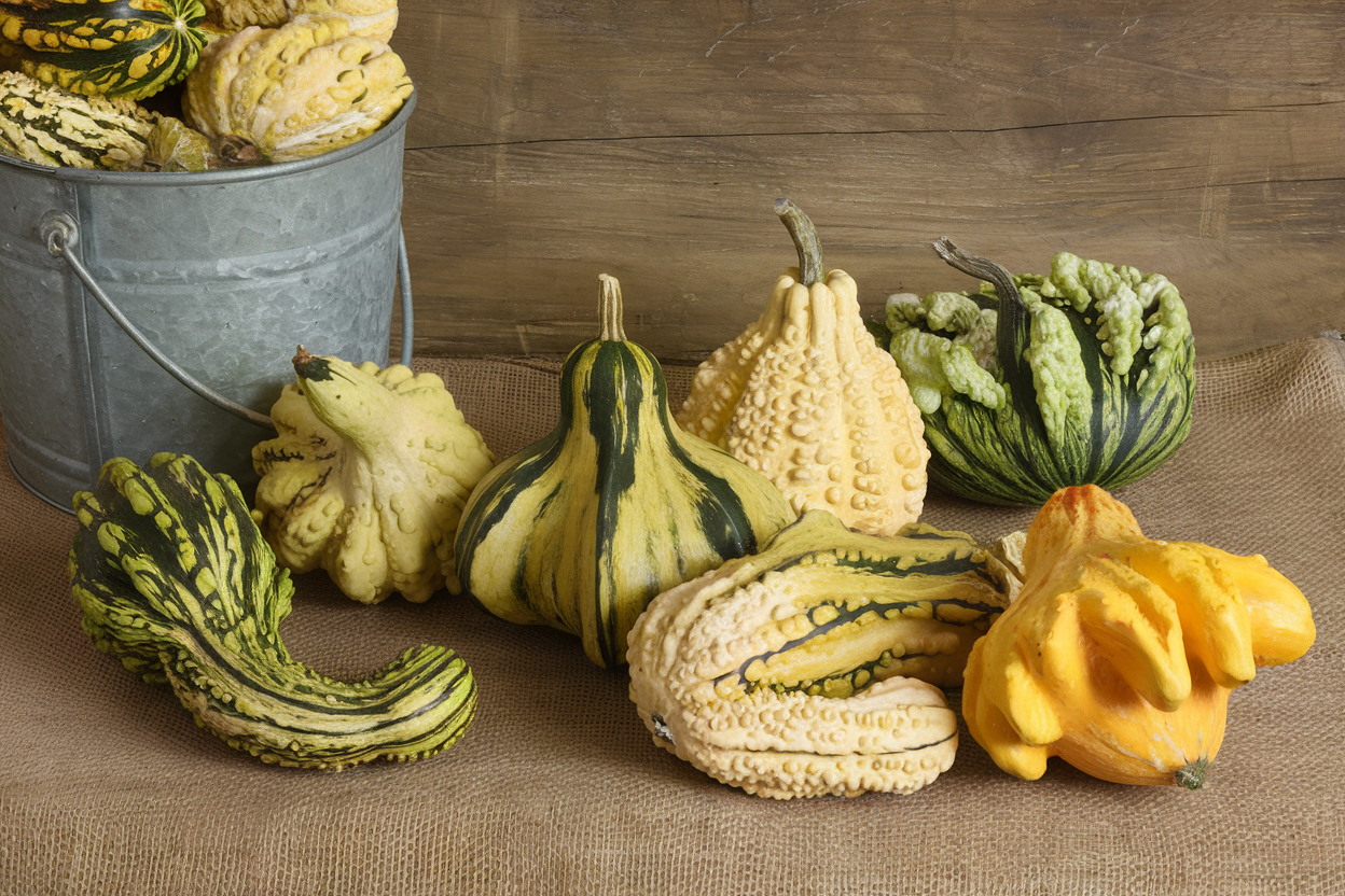 High-quality organic Gremlins gourd seeds, ideal for creating unique garden decorations