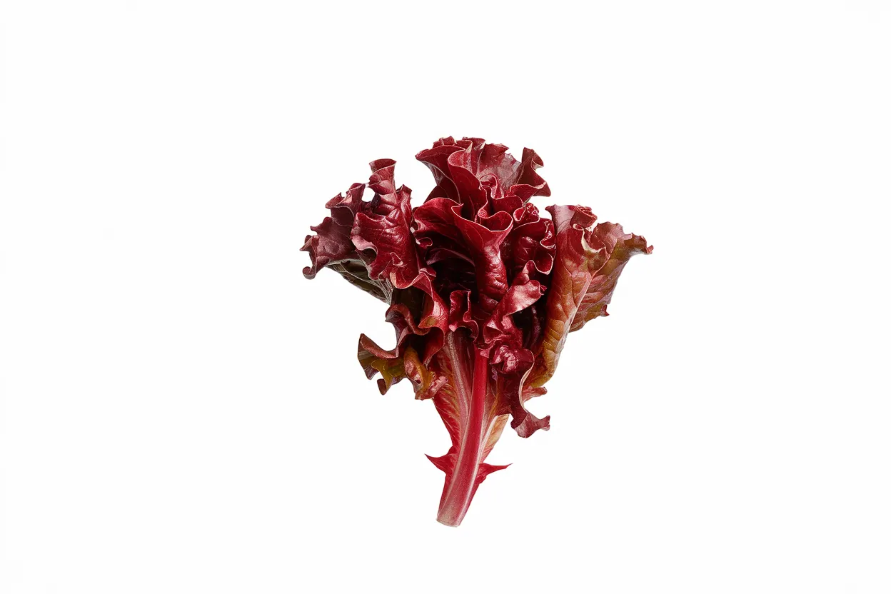 Organic Catalina lettuce seeds, ideal for growing fresh, healthy salads at home