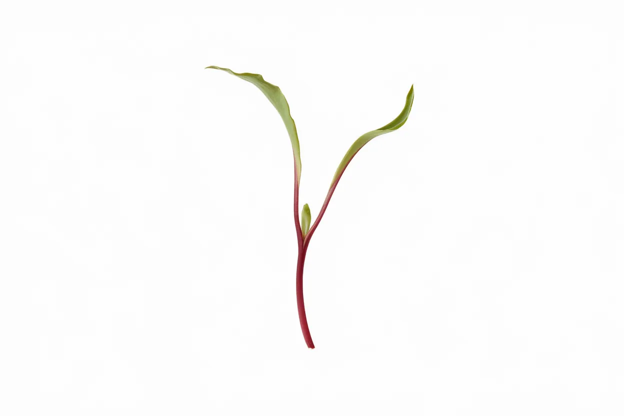 Organic red beet seeds, ideal for growing healthy microgreens at home
