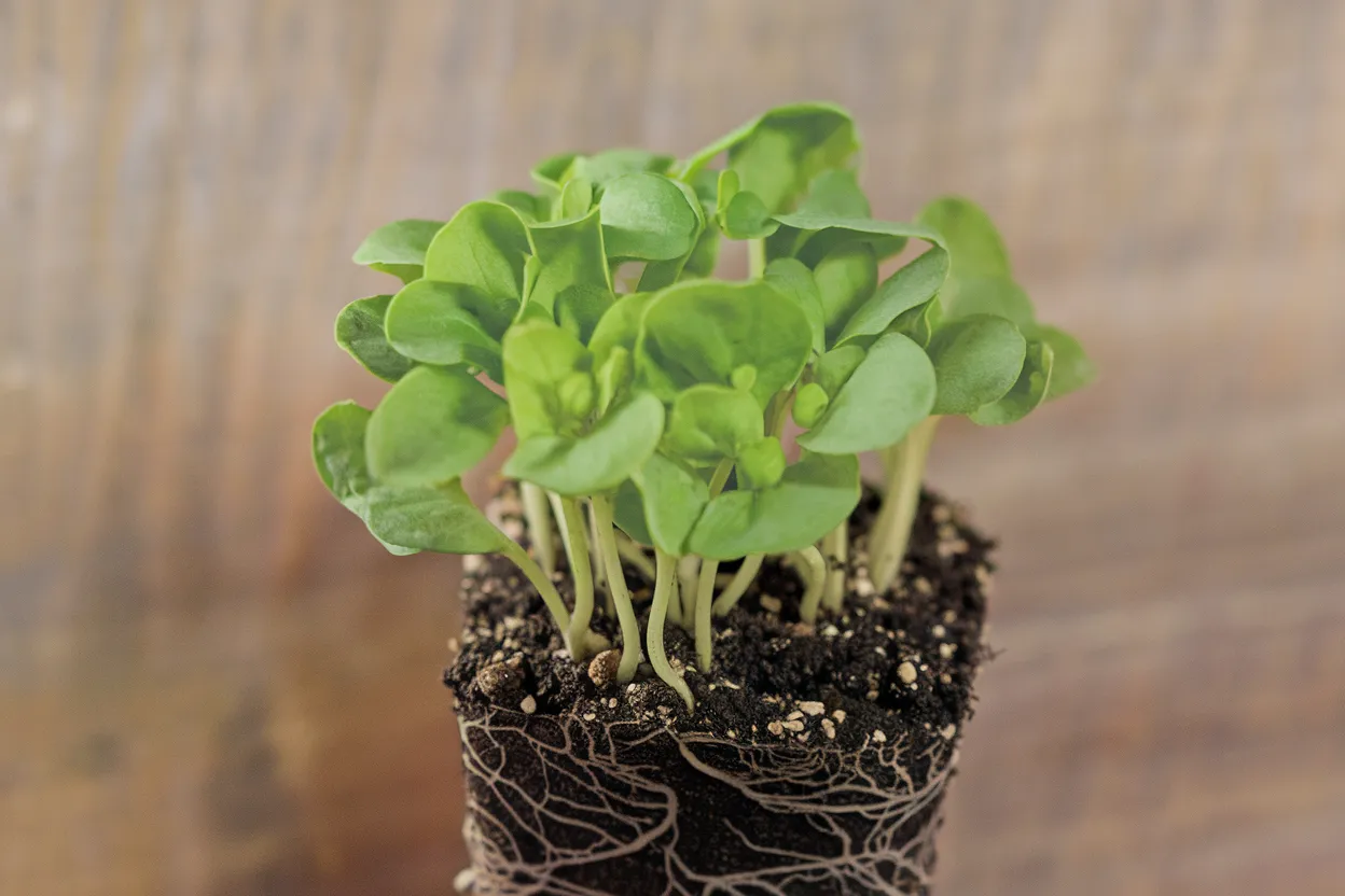 Organic Italian Large Leaf Basil seeds, ideal for growing nutrient-rich microgreens