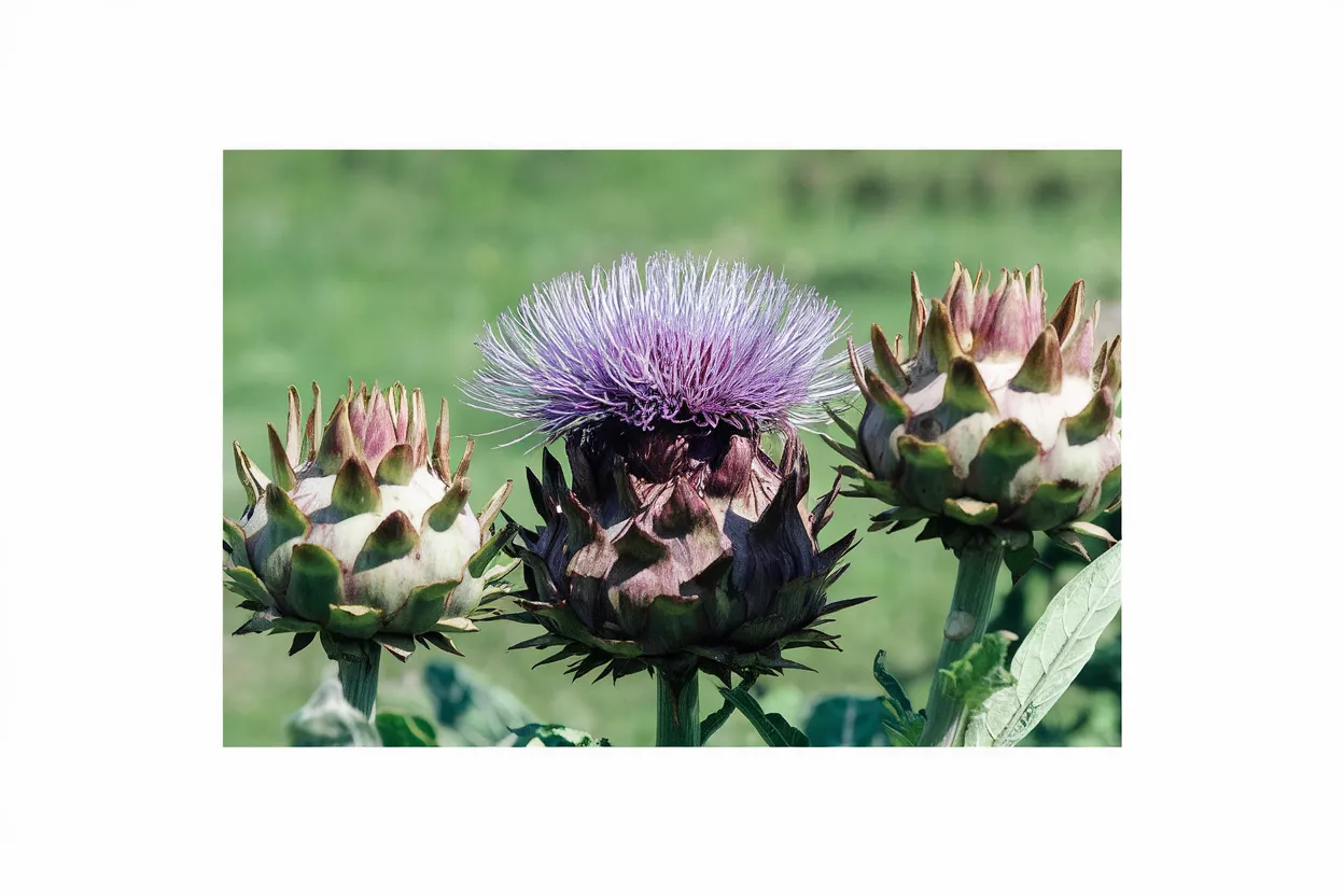 Organic Porto Spineless Cardoon seeds, perfect for natural garden soil improvement