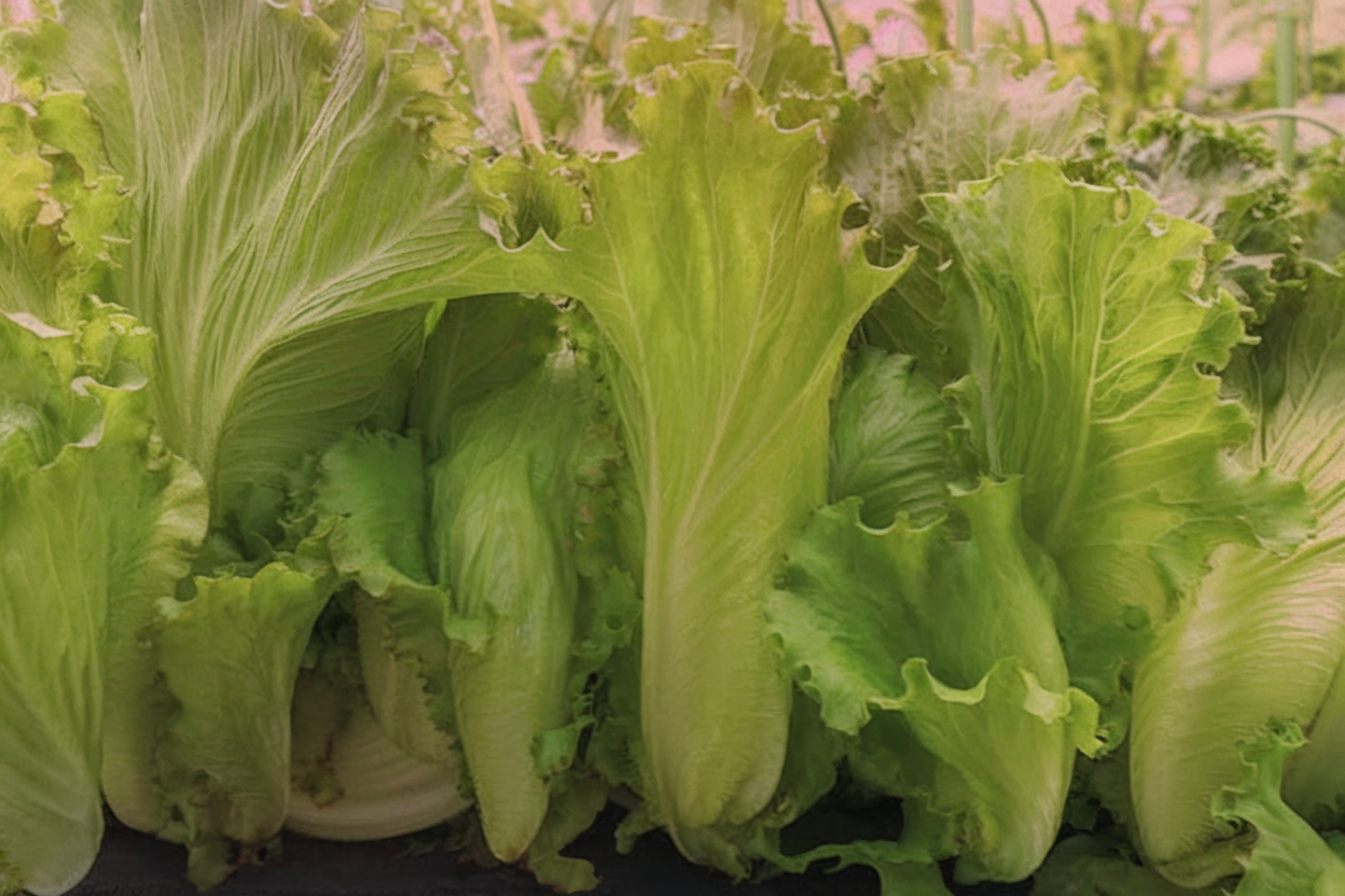 Organic pelleted lettuce seed, perfect for sustainable home gardening