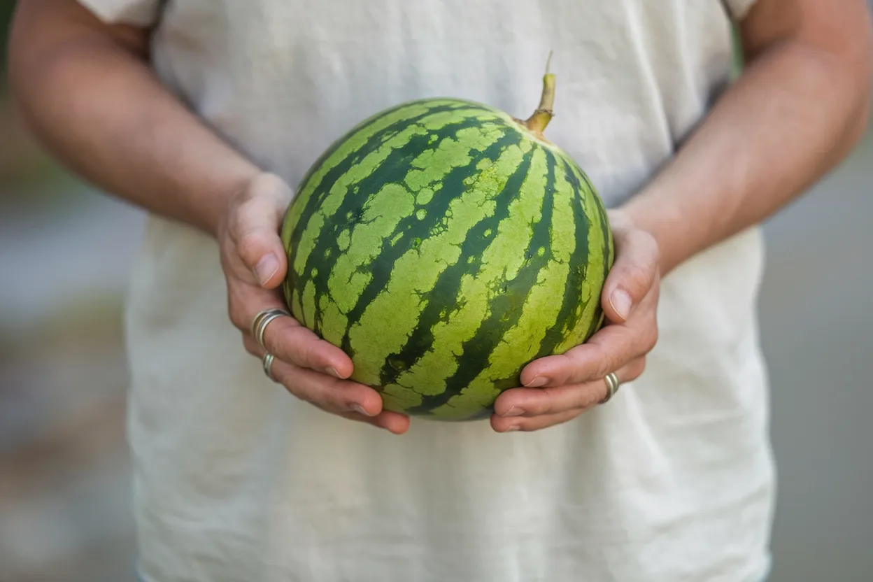 Ocelot hybrid watermelon seeds, perfect for growing large, juicy watermelons during summer