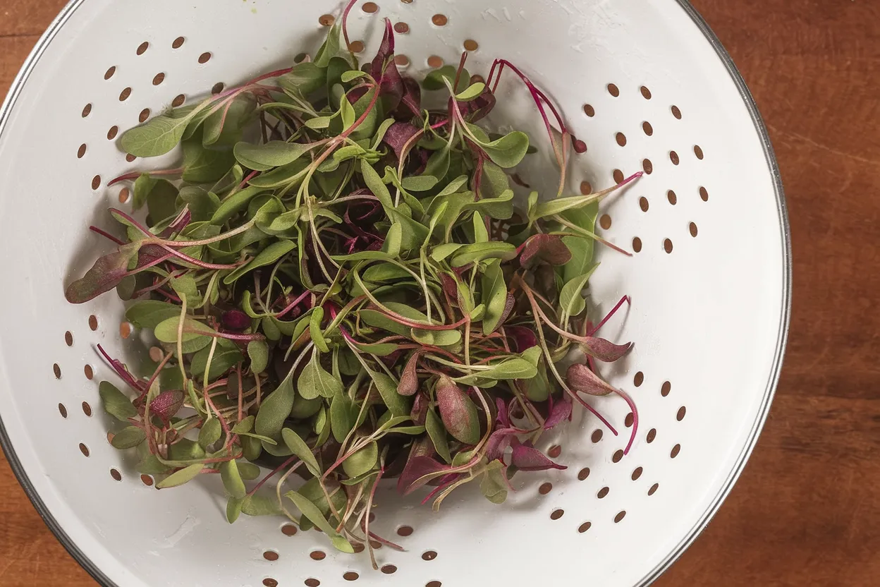Organic microgreen seeds for healthy chard and beet greens, ideal for home gardening