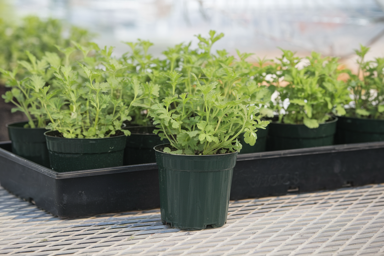 High-quality organic Santo Monogerm cilantro seeds, perfect for culinary enthusiasts