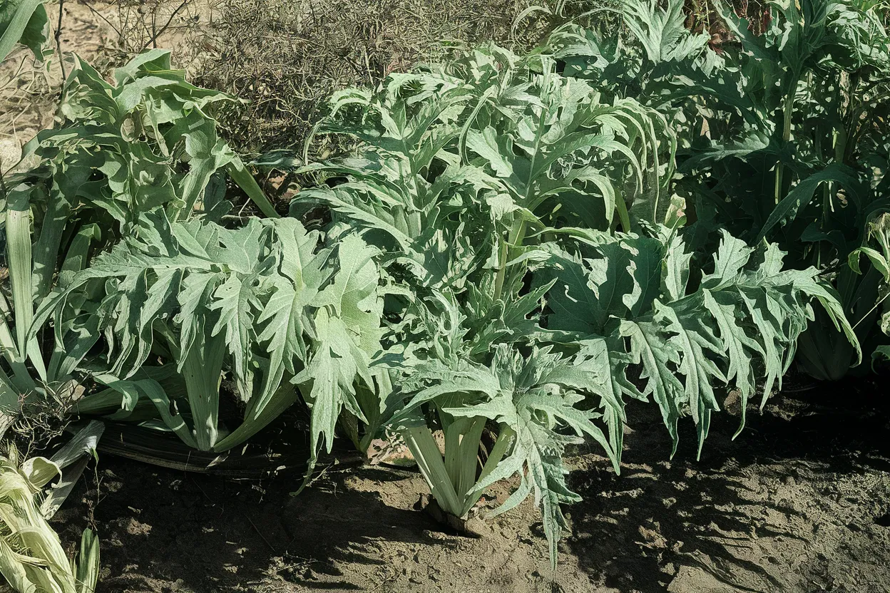 Organic Porto Spineless Cardoon seeds, perfect for natural garden soil improvement