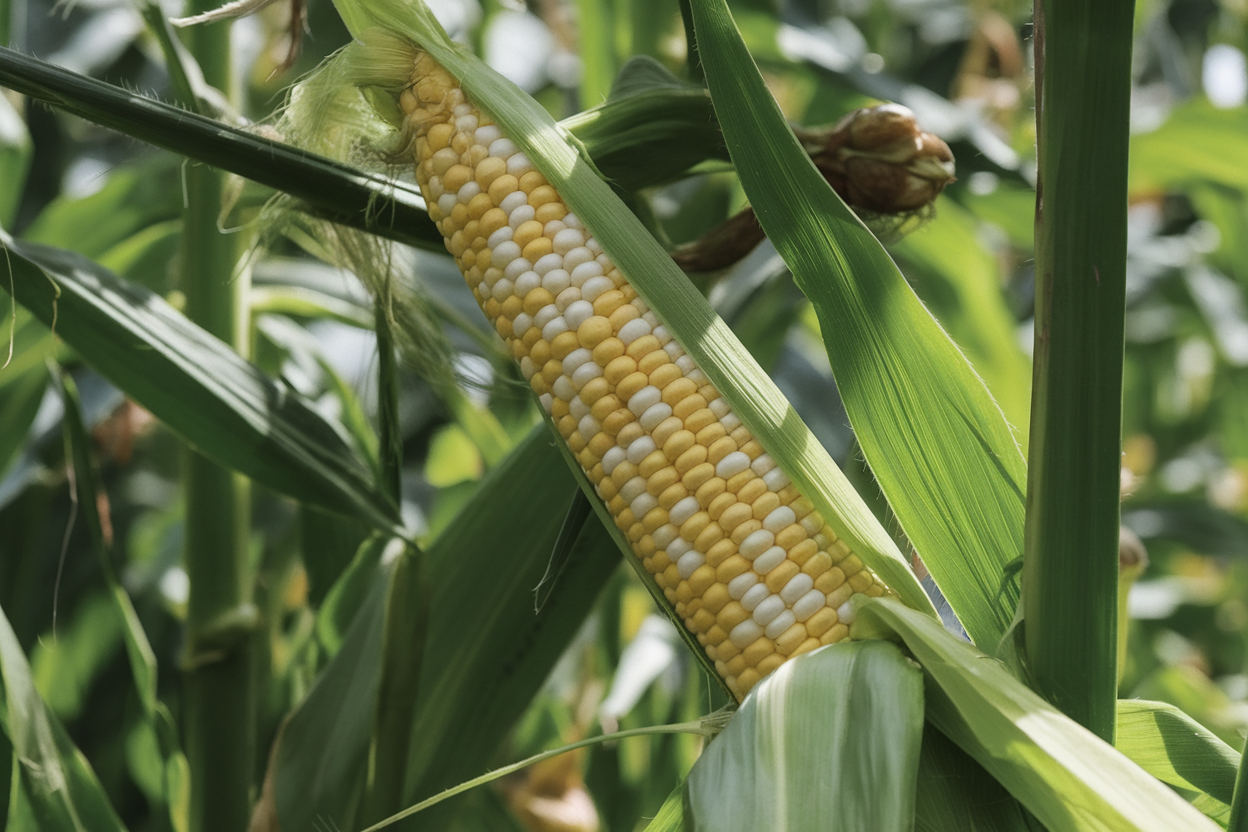 Organic F1 Corn Seed from Kickoff XR, ideal for high-yield, sustainable agriculture