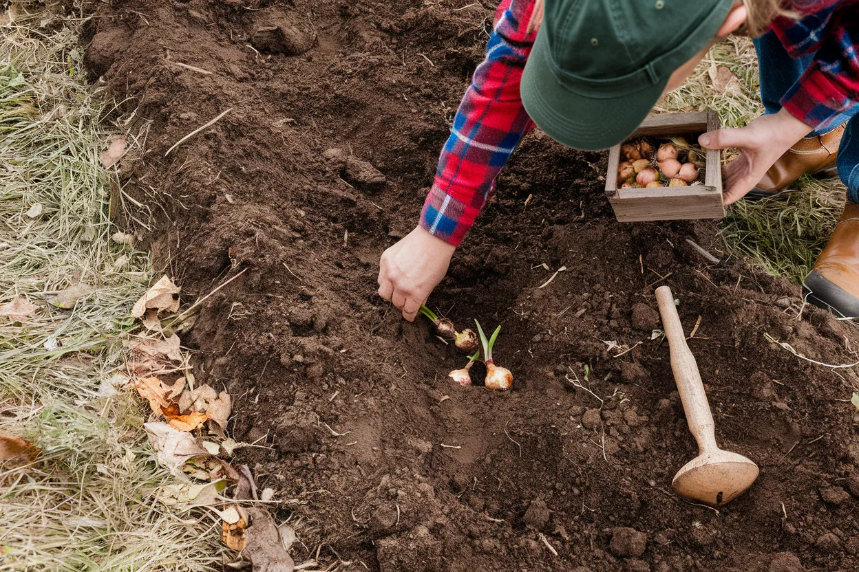 Organic onion sets perfect for spring planting, boosting garden soil health