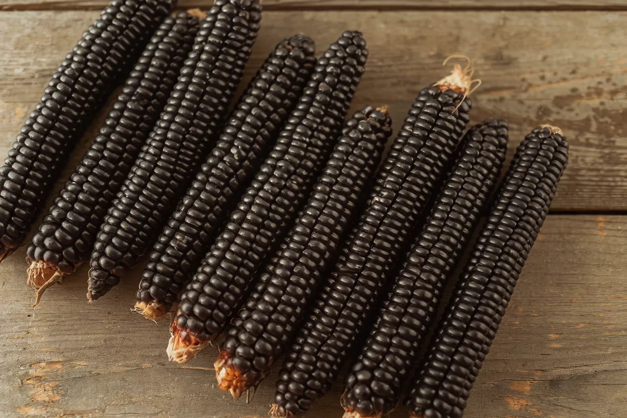 Organic Montana Morado Maize seeds, ideal for sustainable farming and soil enhancement