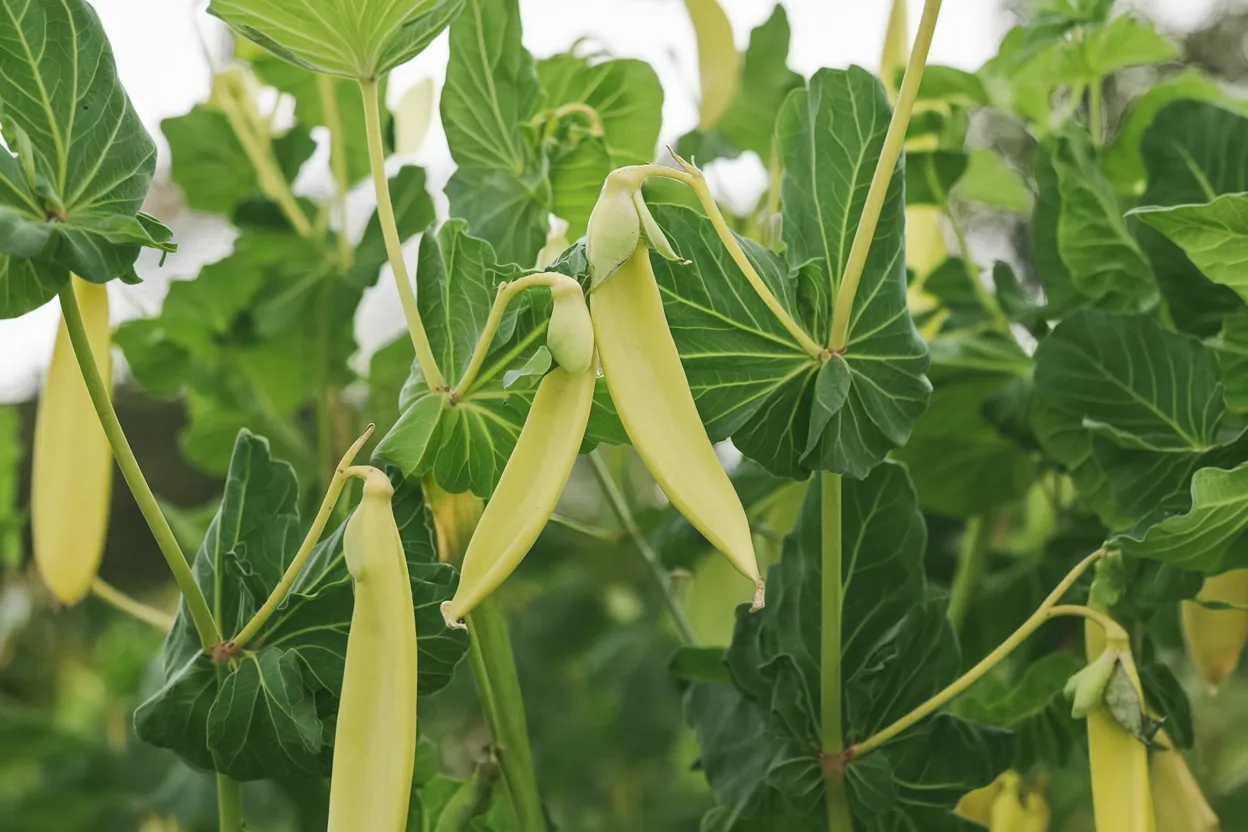 Sustainably sourced organic Golden Sweet pea seeds, ideal for enhancing garden biodiversity