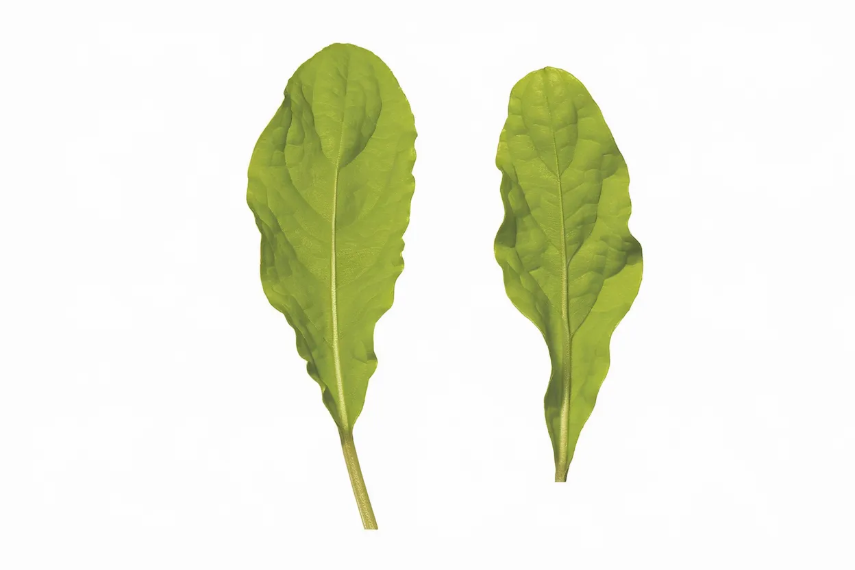 Organic Arugula Seeds, ideal for nutritious salads and sustainable home gardening