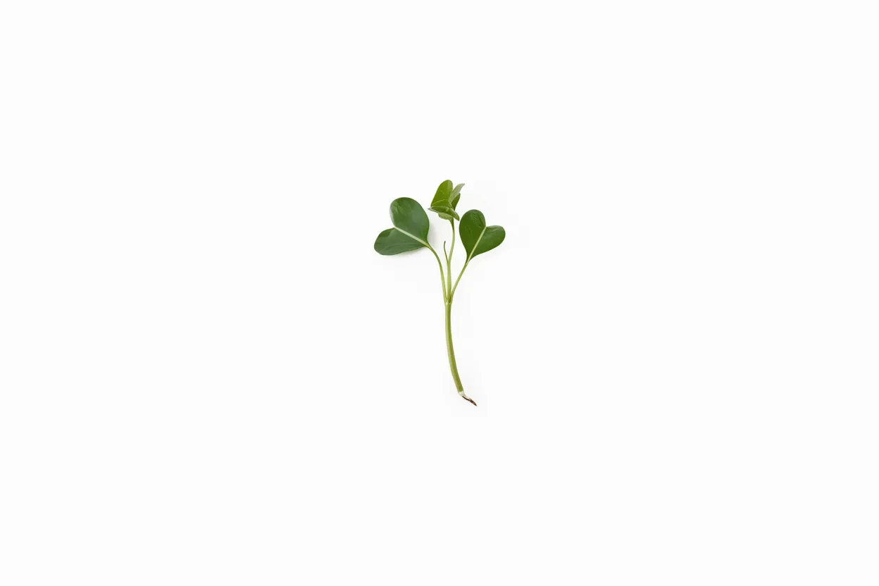Organic kale seeds for growing vibrant green curly microgreens, ideal for healthy diets