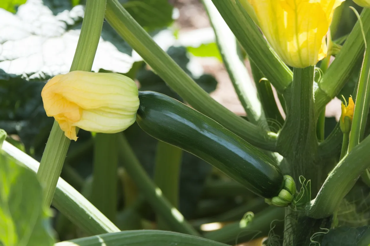 Organic F1 zucchini squash seeds, perfect for growing robust, healthy vegetables in your garden.