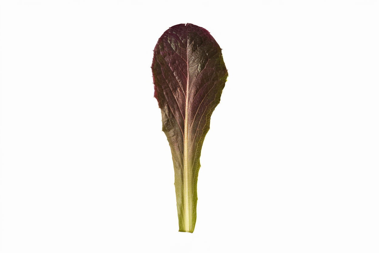 High-quality organic lettuce seed, ideal for growing fresh, nutritious salads at home
