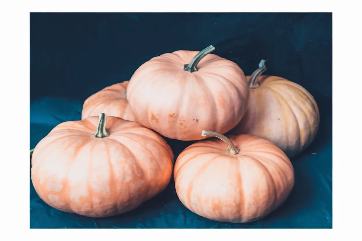 Organic Long Island Cheese pumpkin seeds, perfect for nurturing healthy, robust pumpkins suitable for cooking