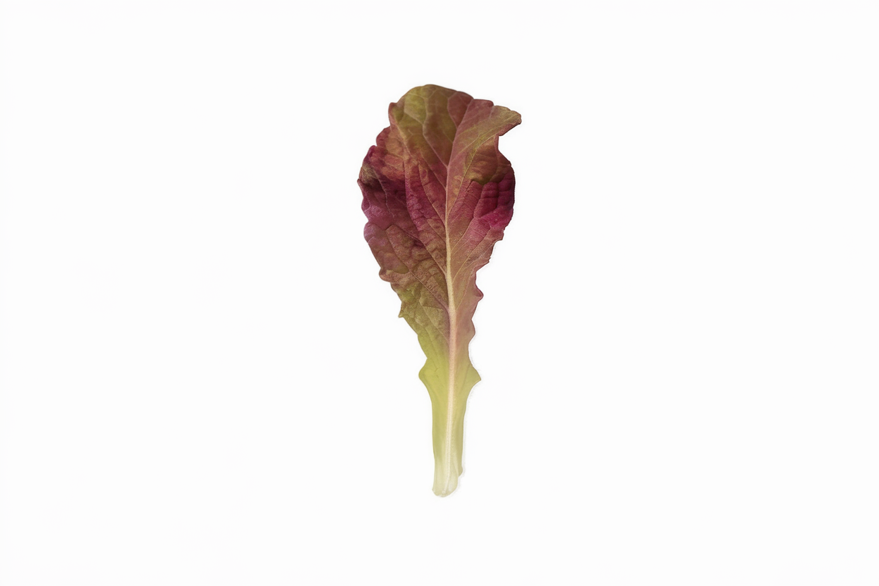 Organic Outredgeous lettuce seeds, perfect for growing nutrient-rich salads