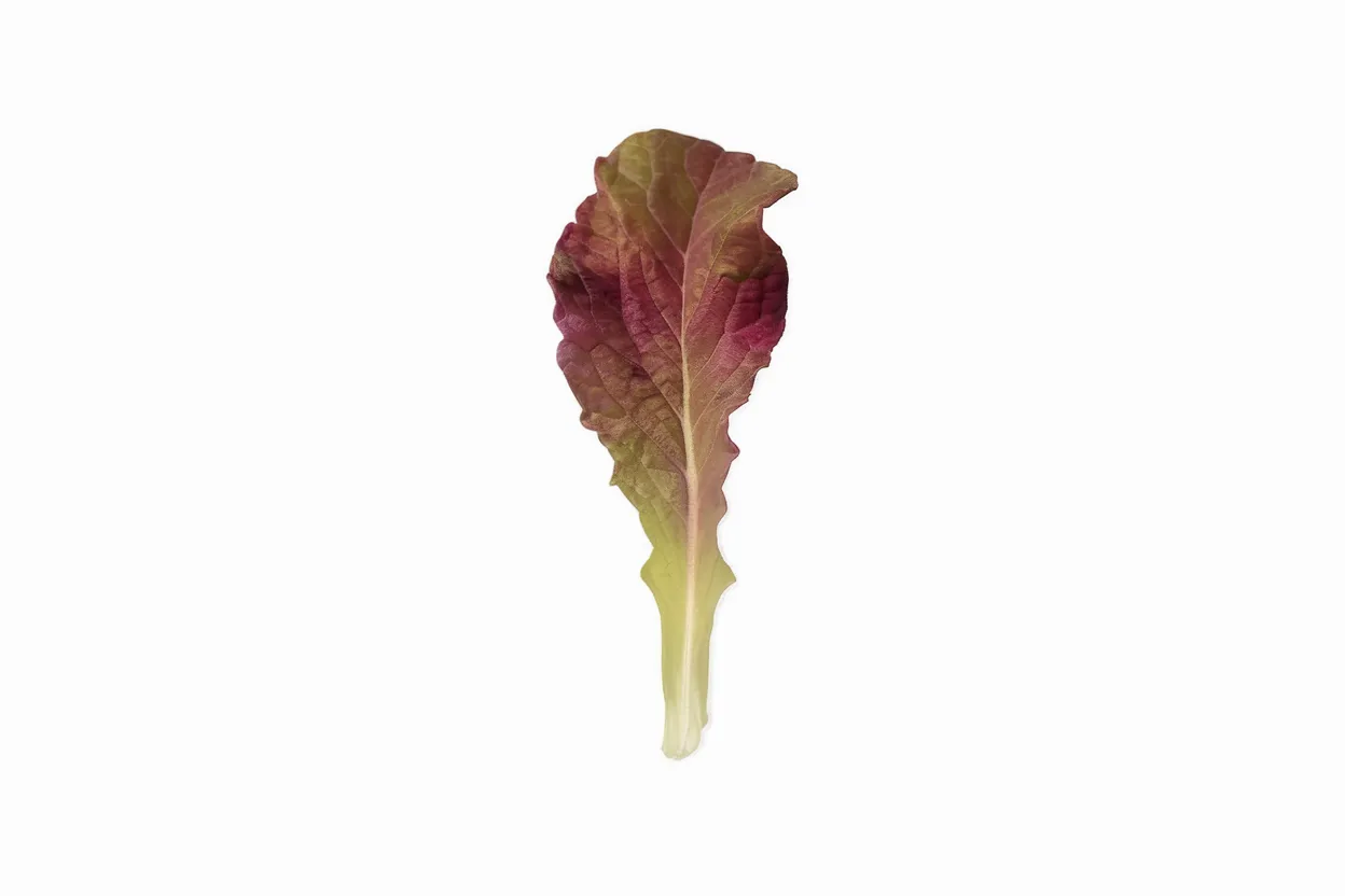 Organic Outredgeous lettuce seeds, perfect for growing nutrient-rich salads