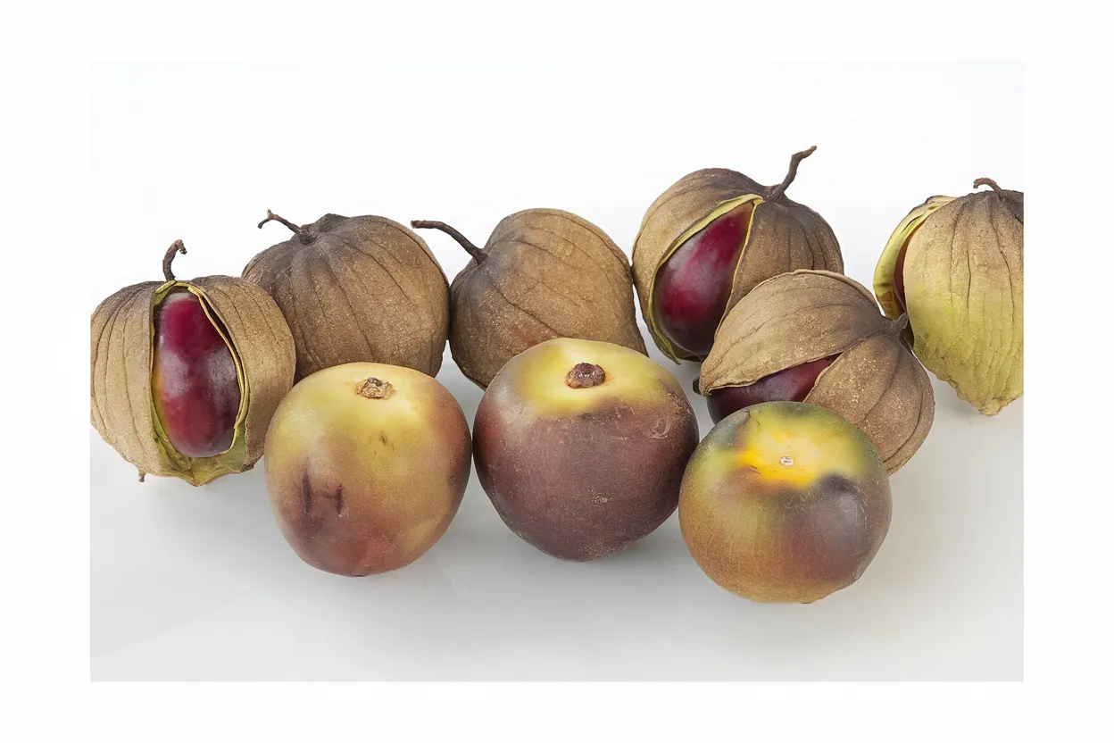 Organic Tomatillo Seeds ideal for growing fresh salsas ingredients