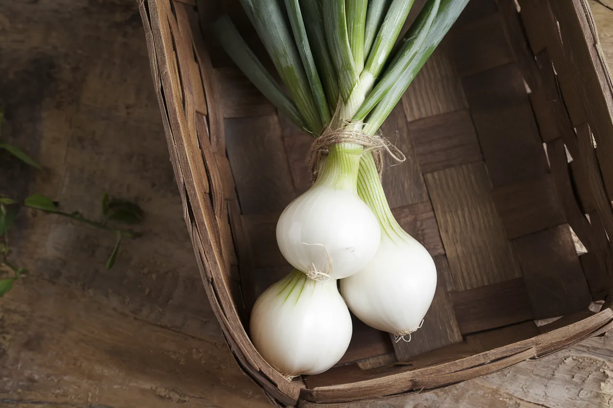 Organic onion sets perfect for spring planting, boosting garden soil health