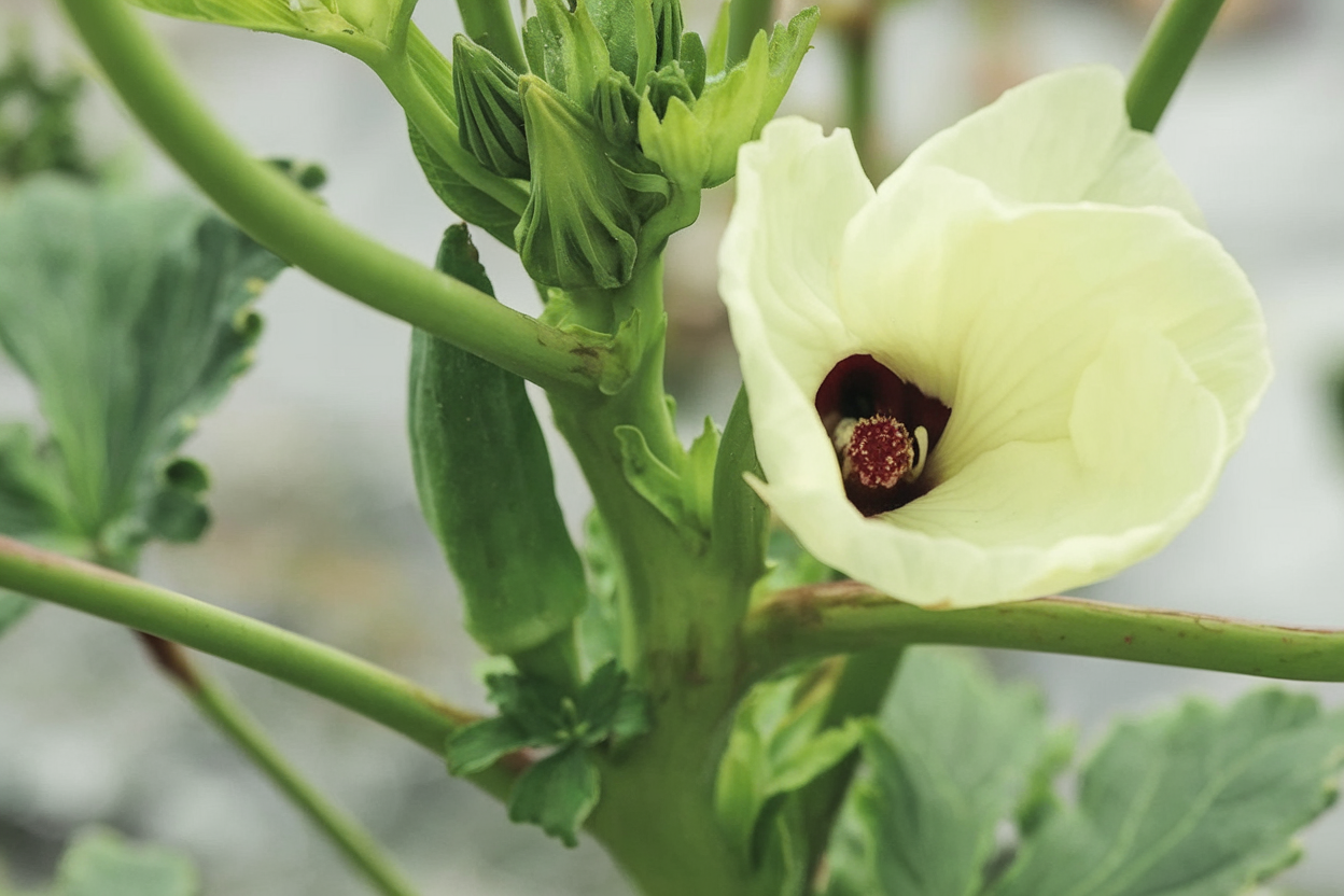 Organic Okra Seed, ideal for enhancing garden soil quality and vegetable yield