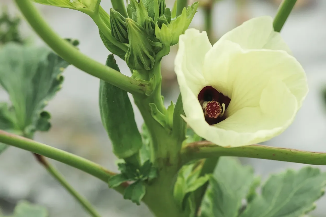 Organic Okra Seed, ideal for enhancing garden soil quality and vegetable yield