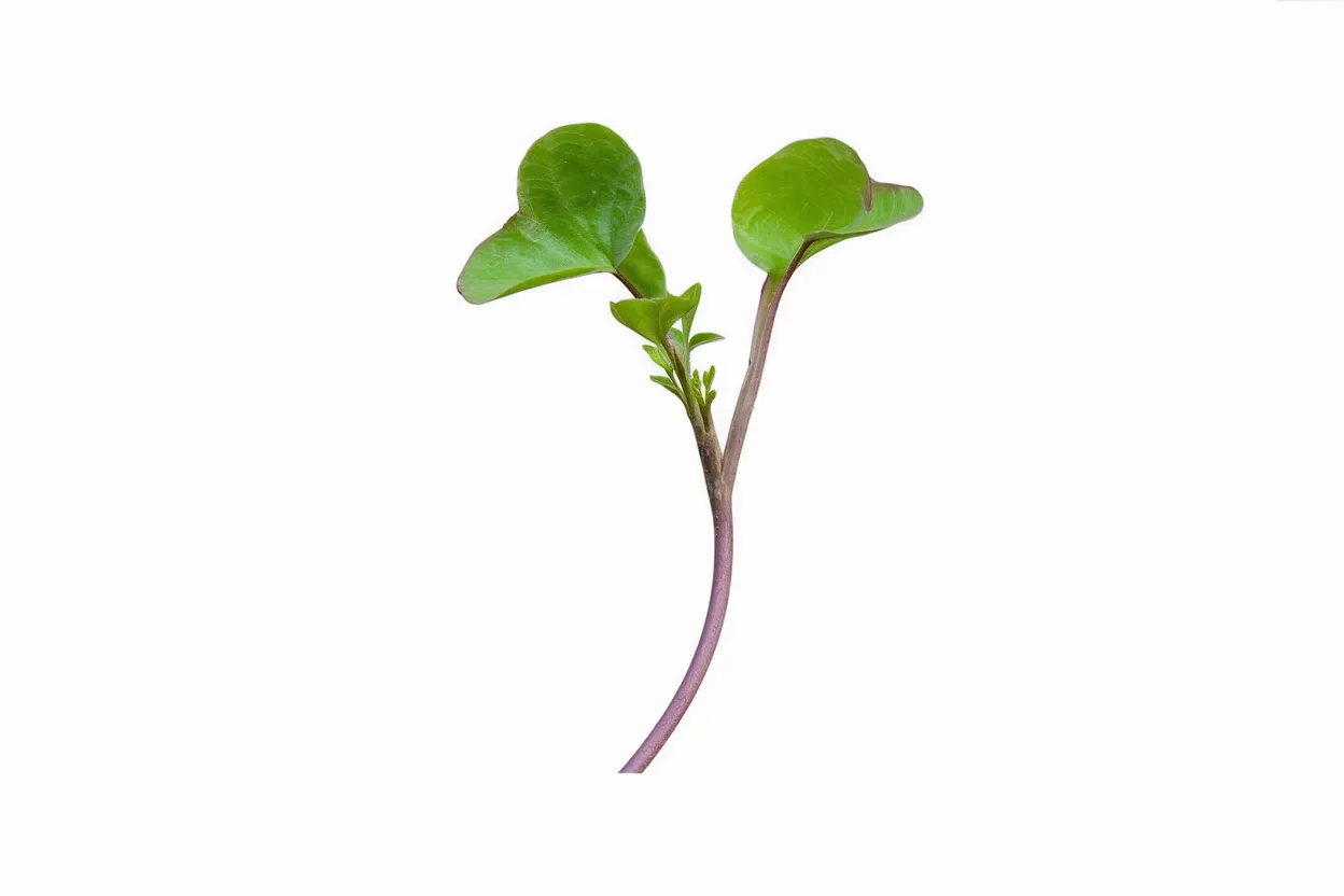 Organic Red Russian kale seeds, ideal for growing healthy and nutritious microgreens at home