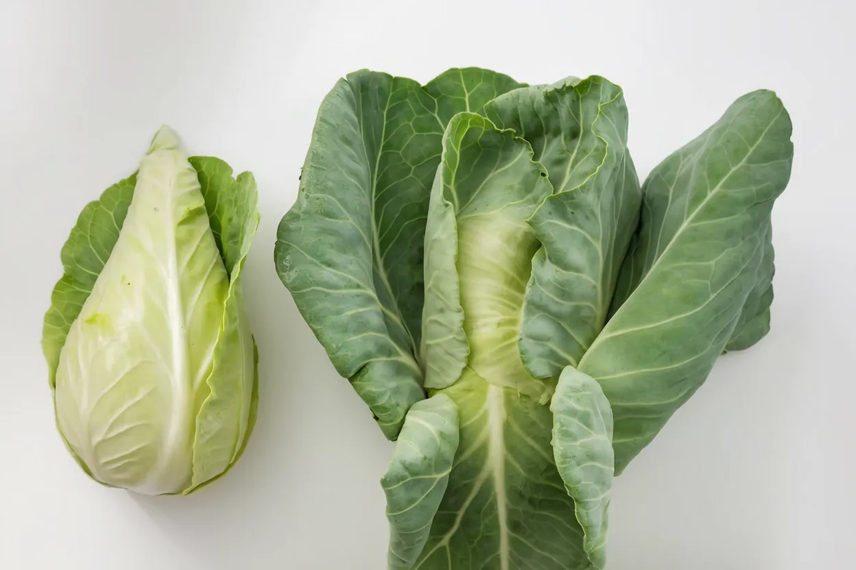 Caraflex cabbage seeds ideal for organic vegetable gardens, ensuring healthy growth