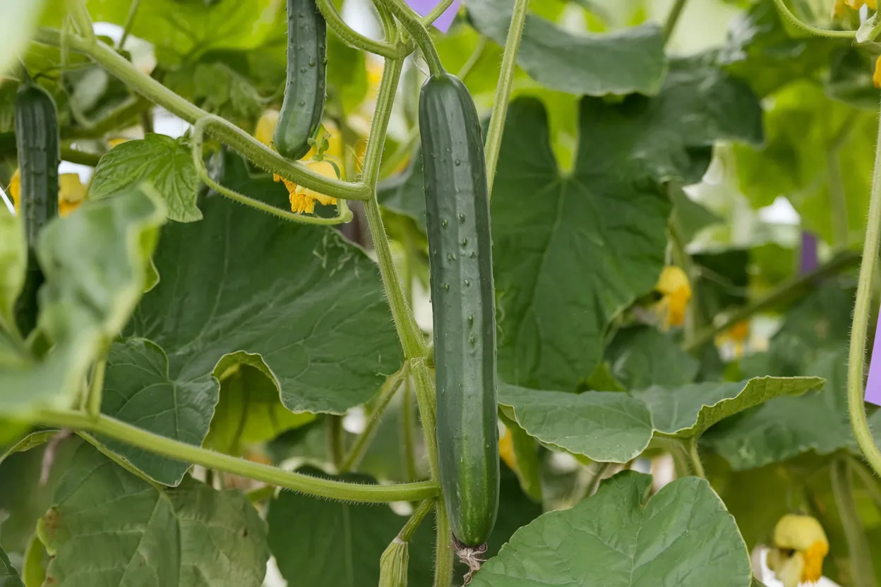 High-quality organic cucumber seeds ideal for enhancing your home garden