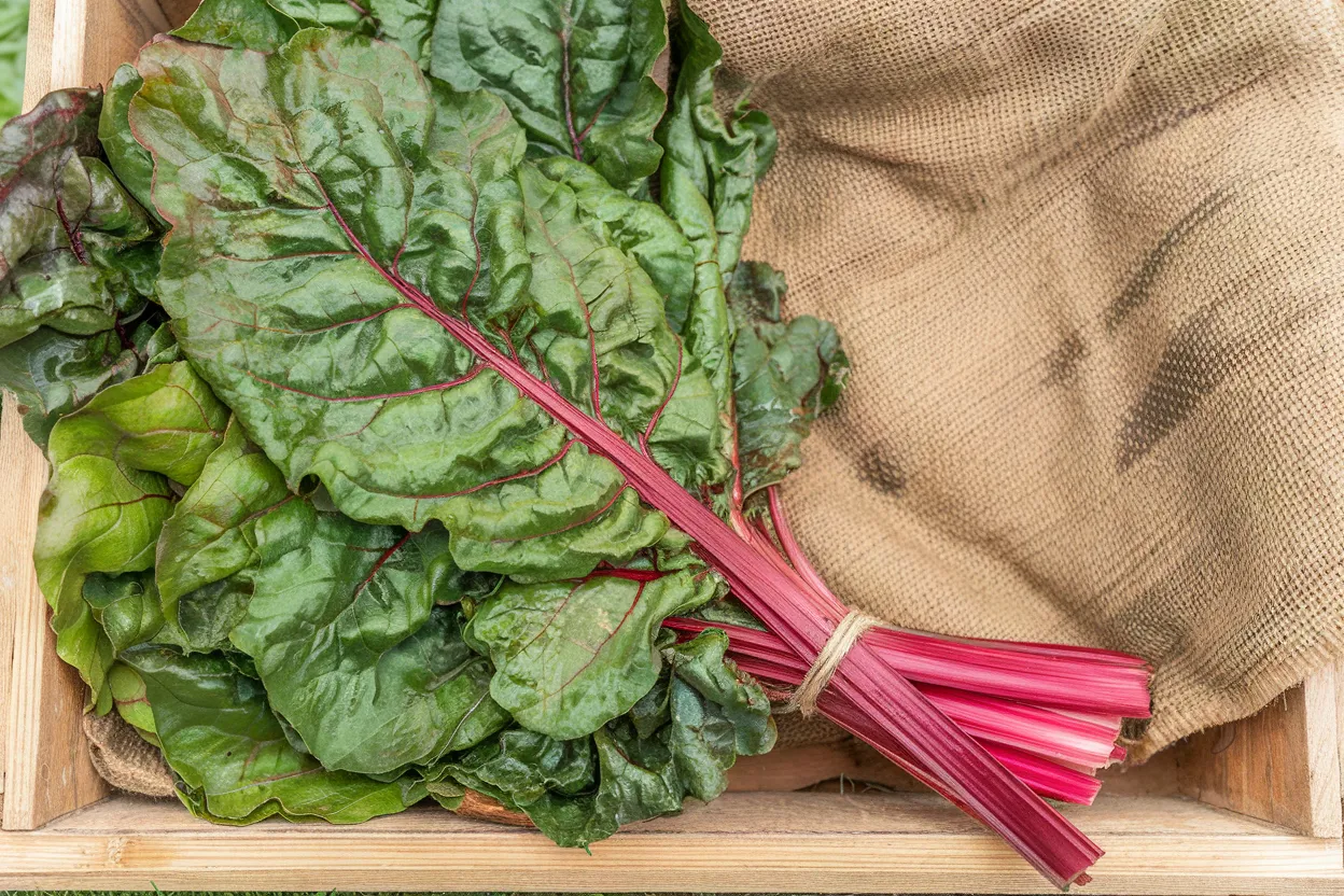 Organic Swiss Chard Seeds, perfect for enhancing garden vitality and soil quality