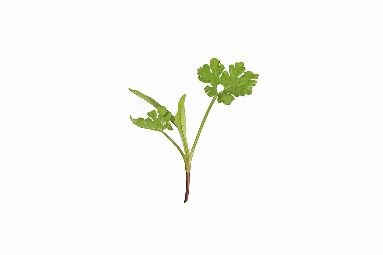 Organic chervil seeds ideal for growing nutritious microgreens at home