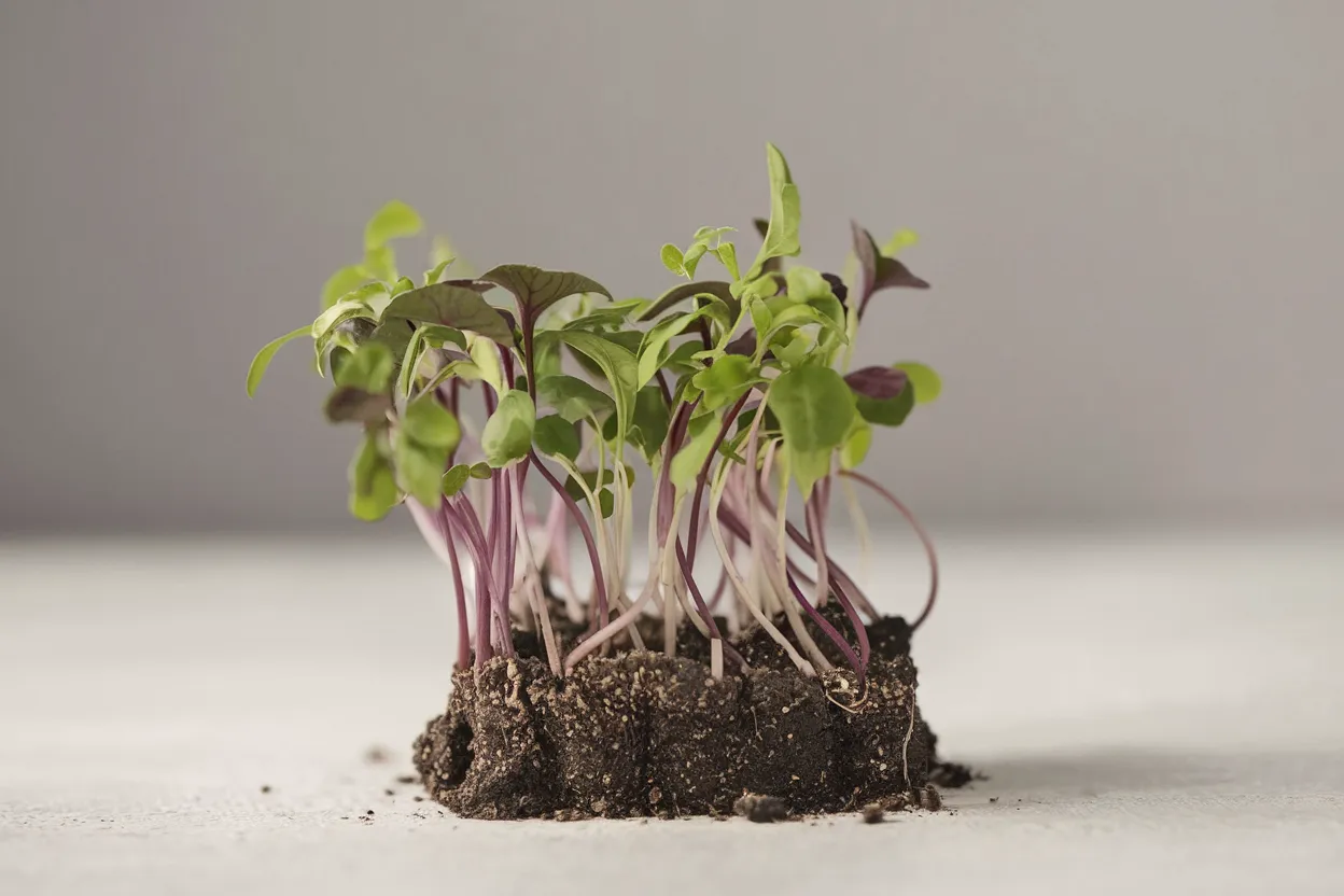 Organic seeds for growing Mild Micro Mix, ideal for healthy and fresh microgreens