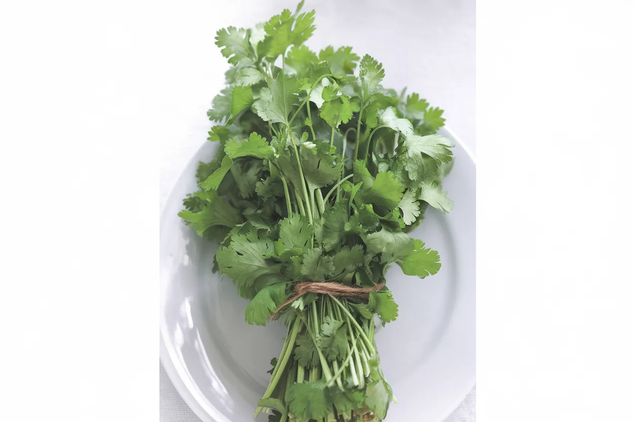 High-quality organic Santo Monogerm cilantro seeds, perfect for culinary enthusiasts