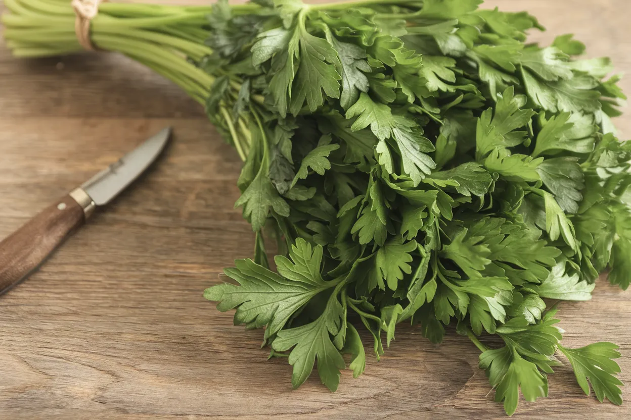 Organic cutting celery seeds, perfect for enhancing culinary dishes with fresh, natural flavors