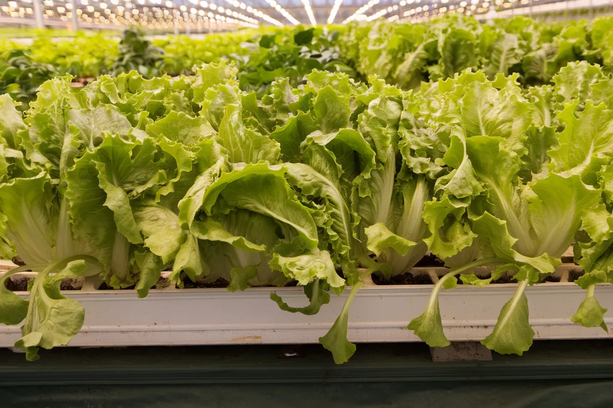 High-quality organic Lalique lettuce seeds, ideal for growing fresh, nutritious salads at home