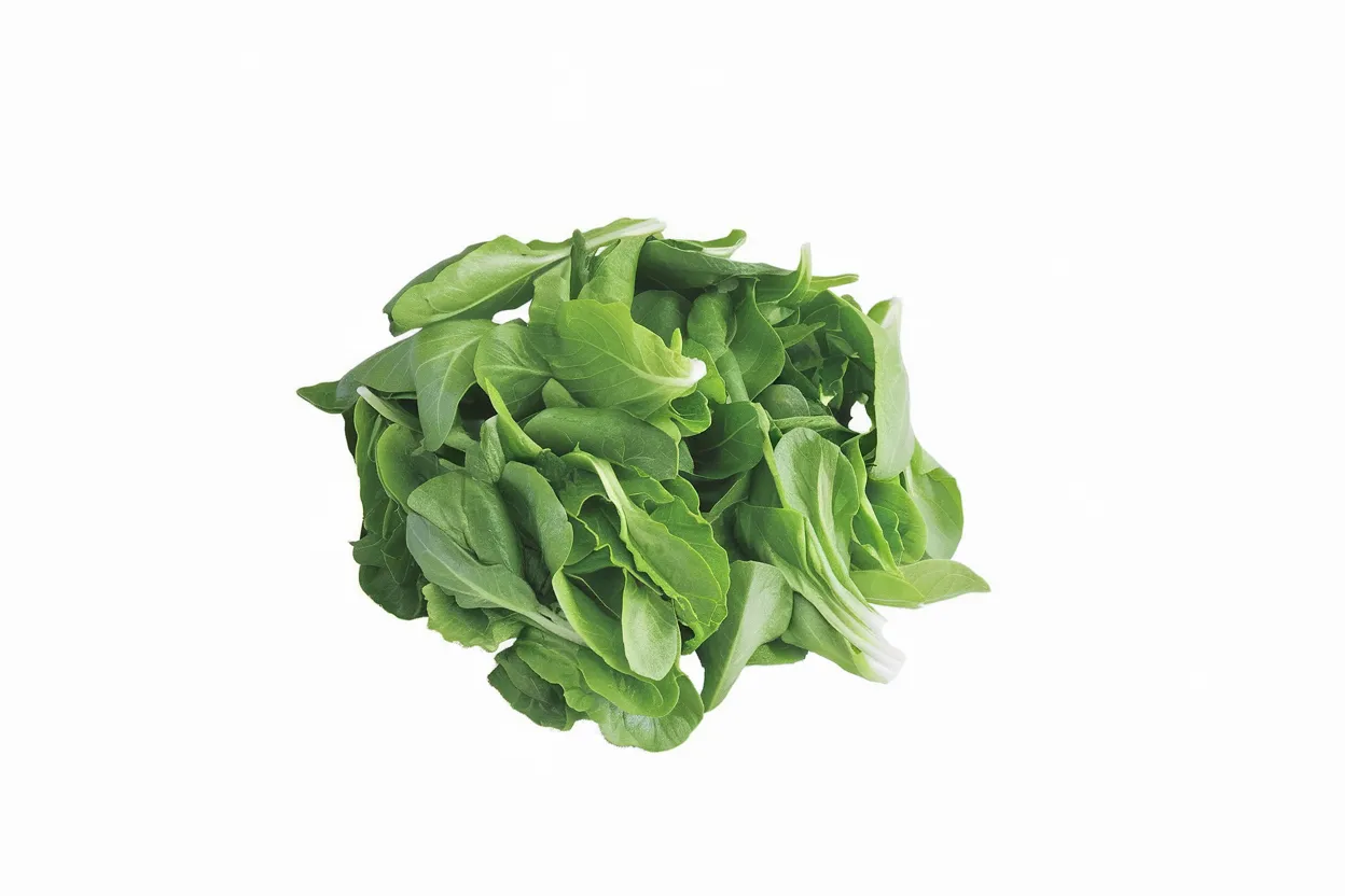 Organic lettuce seeds from Parris Island, perfect for growing fresh, healthy salads