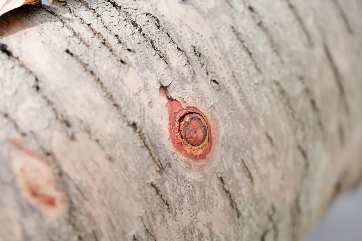 Organic blue oyster mushrooms spawn, ideal for healthy cooking and sustainable living