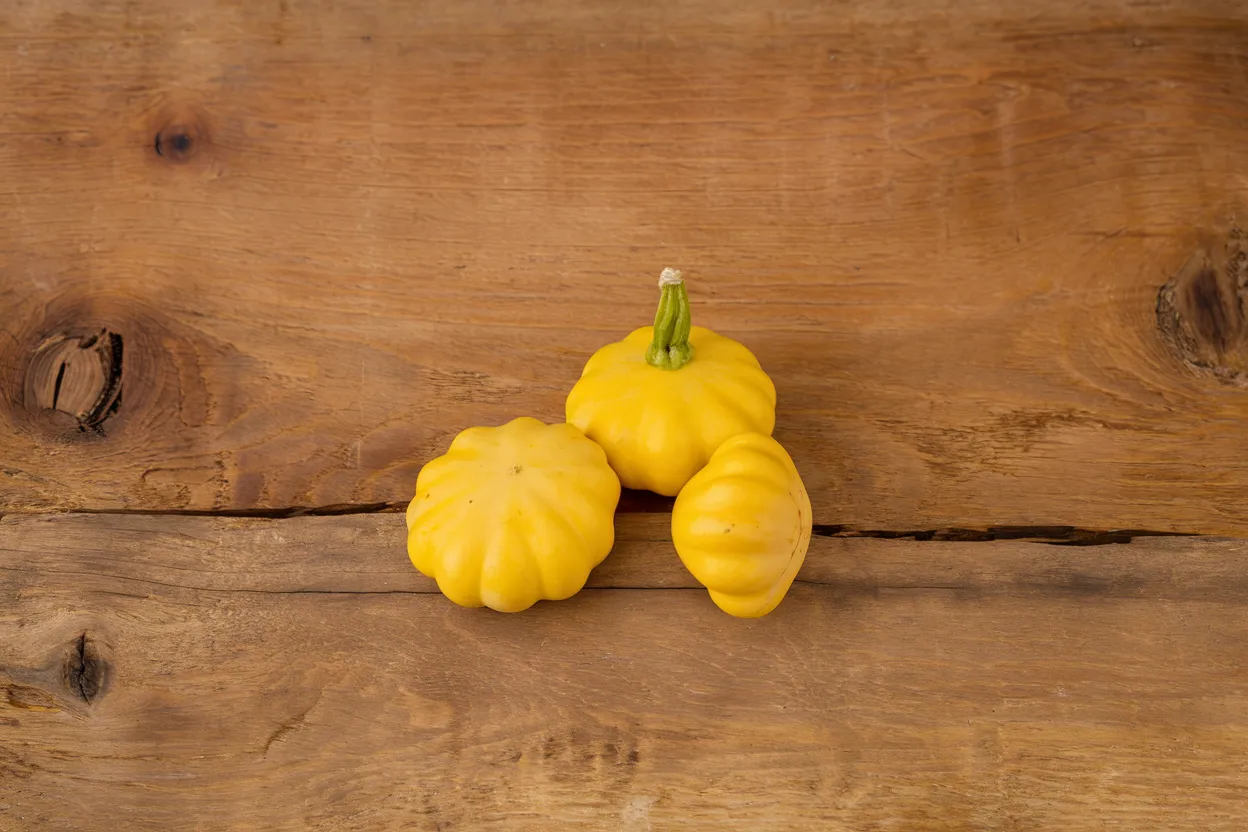 Organic Lemon Sun Patty Pan Squash seed, perfect for growing robust and healthy squash in home gardens.