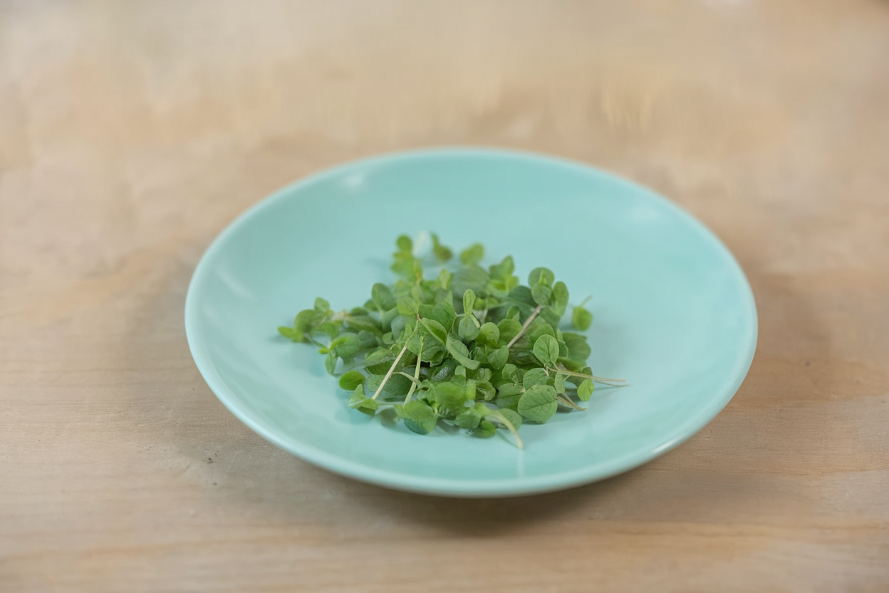 Organic lemon balm seeds, ideal for growing fresh herbs for calming herbal teas