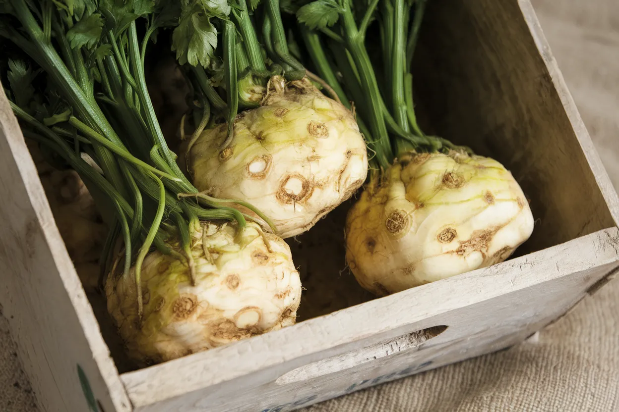 Organic celeriac seed ideal for enhancing soil health and sustainable gardening