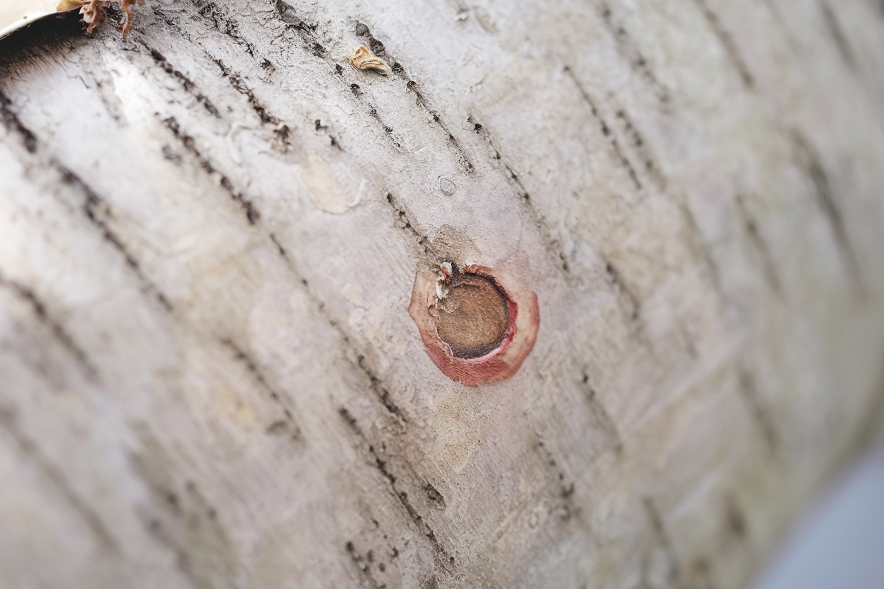 Organic Golden Oyster Mushroom plugs, perfect for eco-friendly cultivation