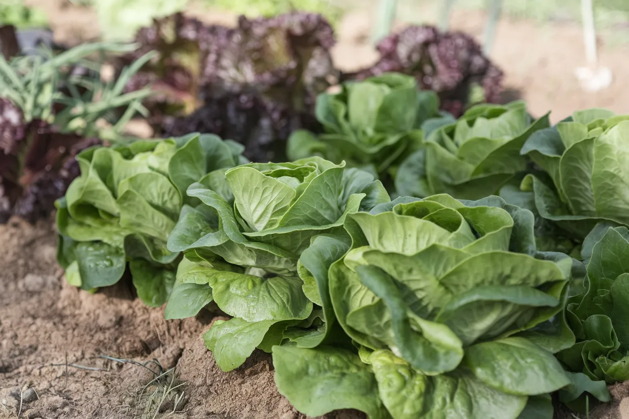 Organic Newham lettuce seeds, perfect for growing vibrant, healthy lettuce in home gardens.