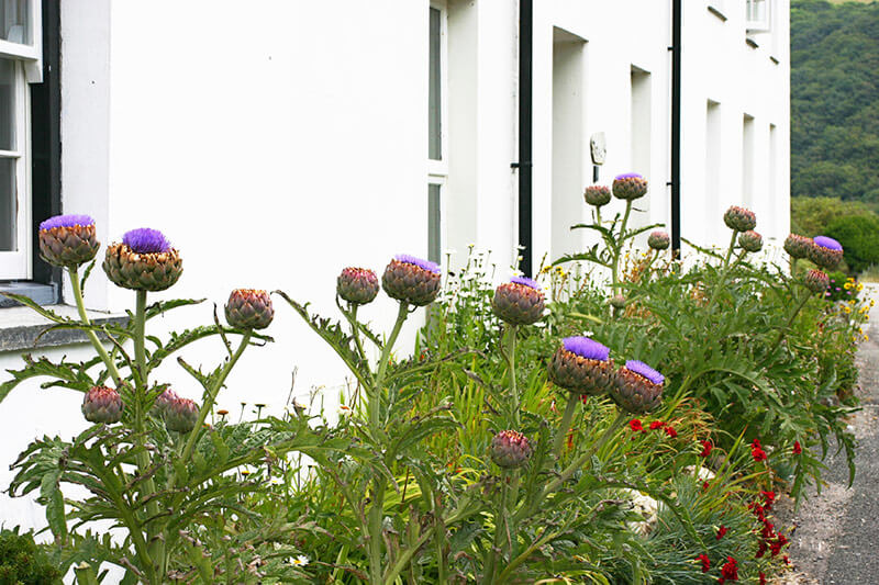 How to Plant & Grow Artichokes | Artichoke Plant Care &ndash; Bonnie Plants