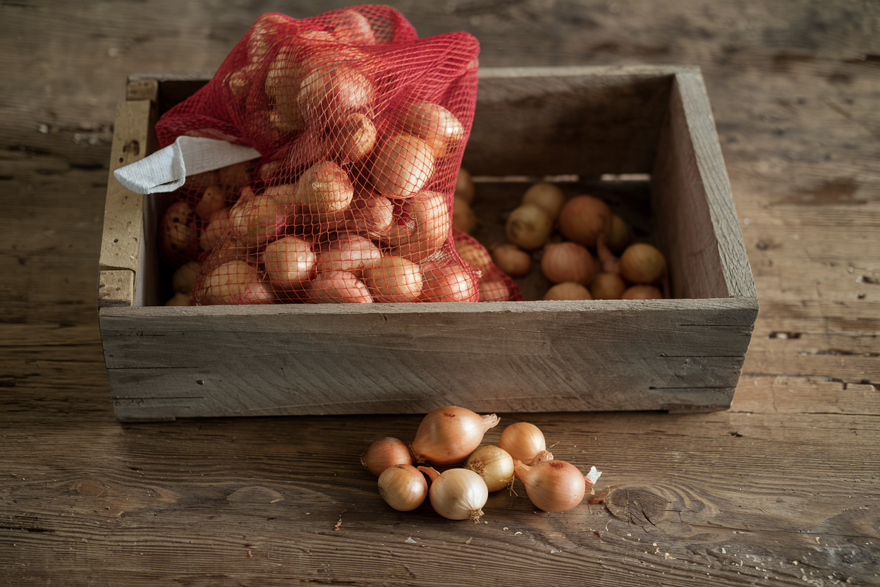 Sustainably grown Forum onion sets, ideal for enhancing soil quality in organic farming