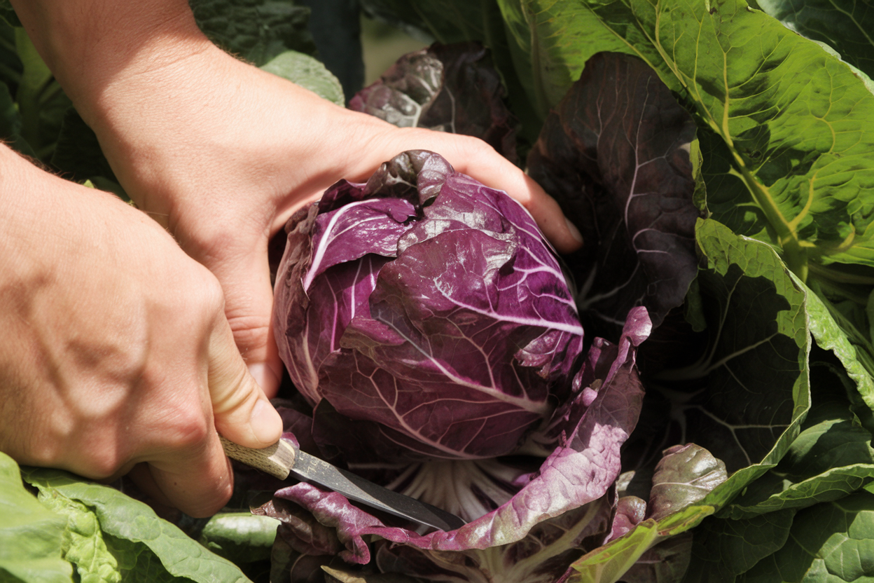 Organic Radicchio seeds, perfect for growing crisp, colorful salads at home